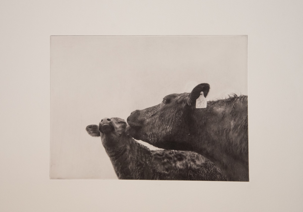 mama cow cleaning baby